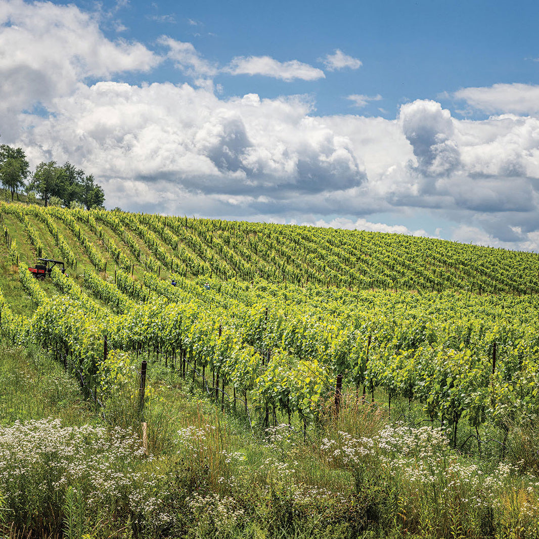 Rows of grape vines in Klocke Estate vineyard with hills in background